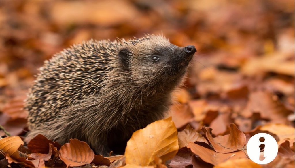 Hérisson qui attaque une poule : comment protéger votre élevage ?