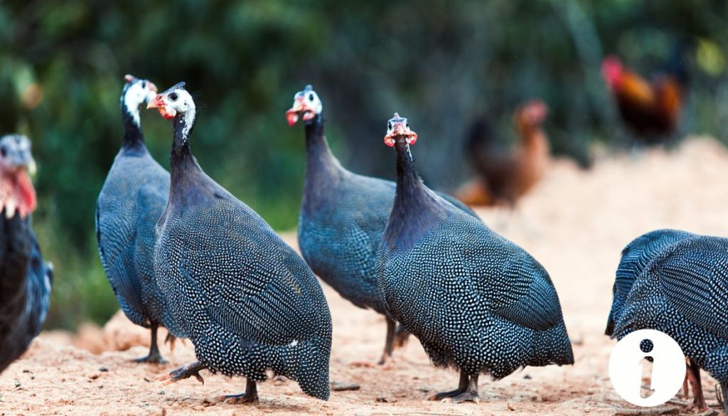Hybride poule pintade : caractéristiques et soins adaptés
