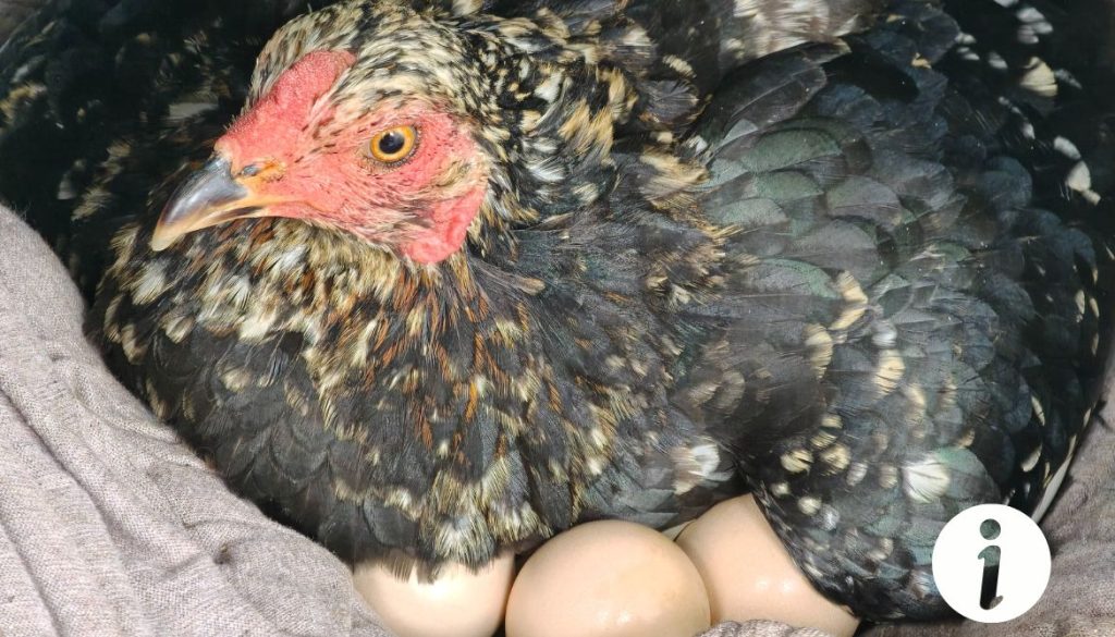 Interruption de la couvaison chez la poule : comprendre les raisons