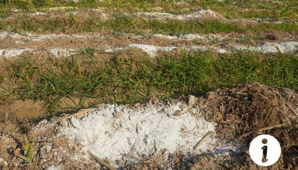 La chaux est elle dangereuse pour les poules : Tout ce que vous devez savoir