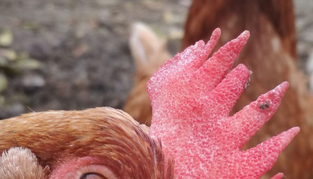 La crête de ma poule qui tombe : que faire