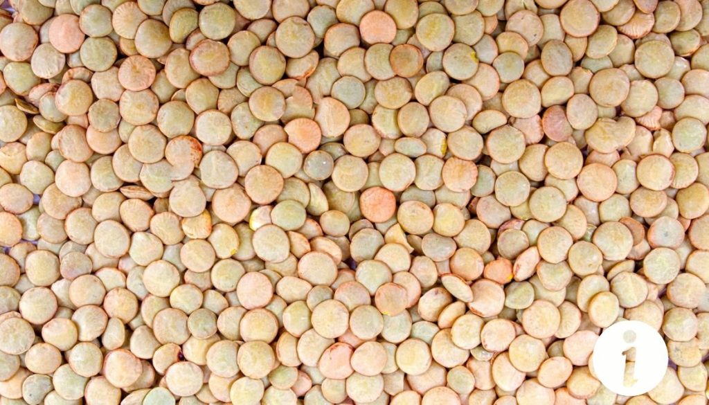 Lentilles cuites ou crues pour les poules : Tout ce que vous devez savoir