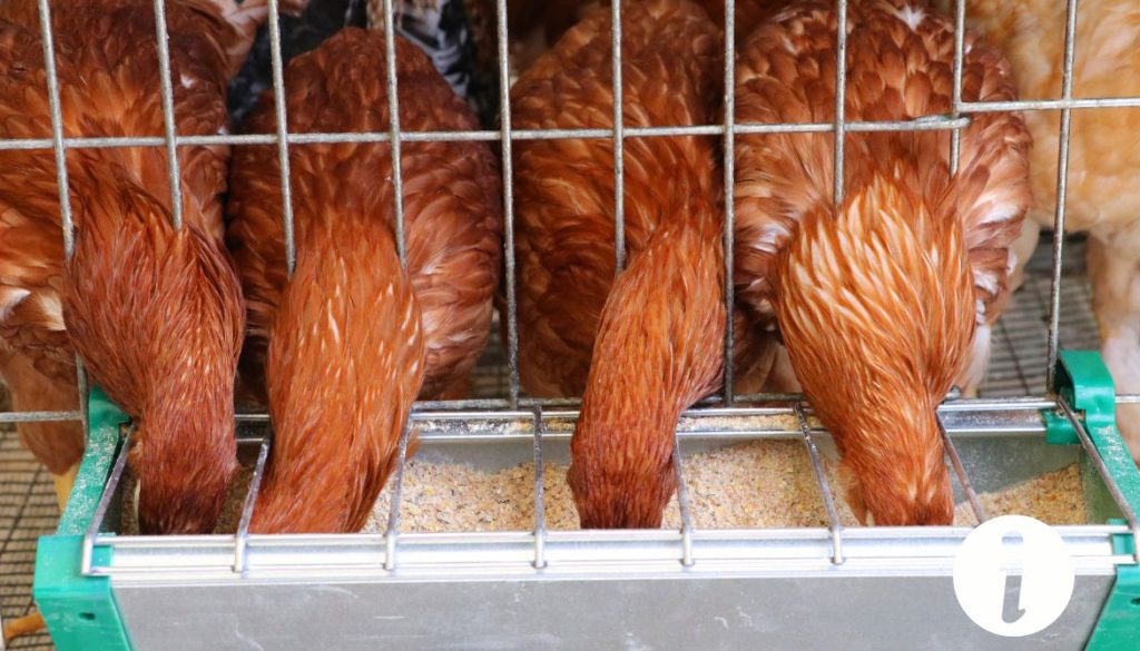 Les poules font elles pipi : Tout ce que vous devez savoir