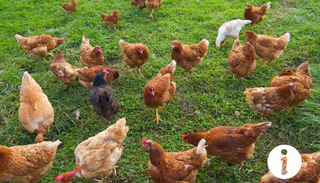 Les poules font-elles du bruit ? Comprendre leur communication