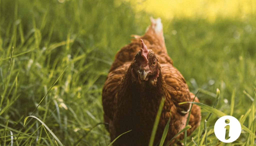 Ma poule a disparu : que faire en cas de perte