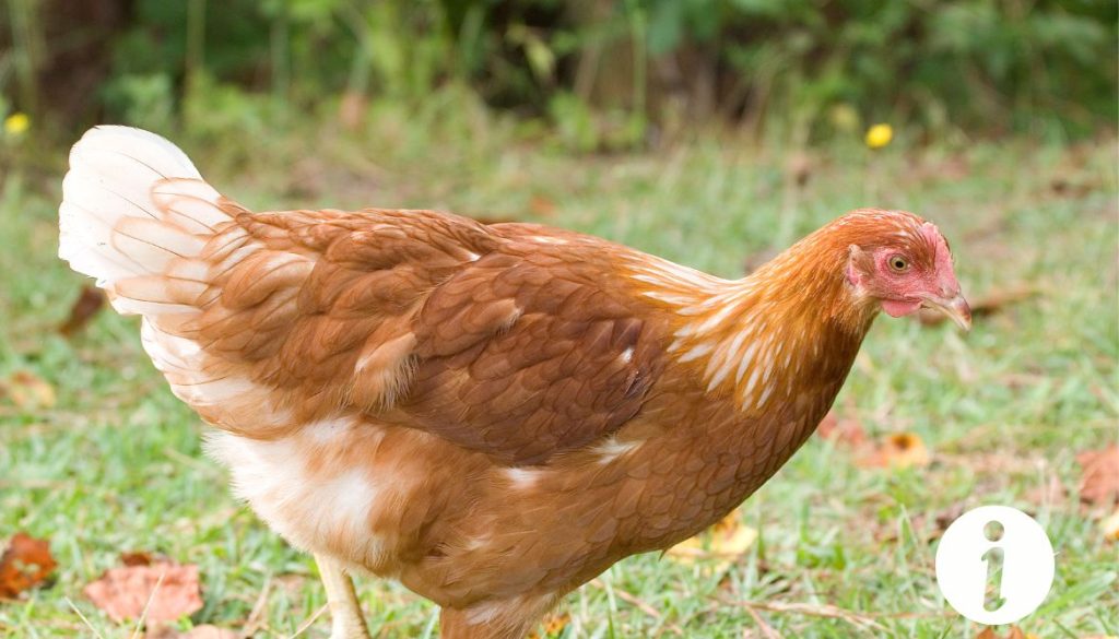 Ma poule a la queue basse : signification et remèdes