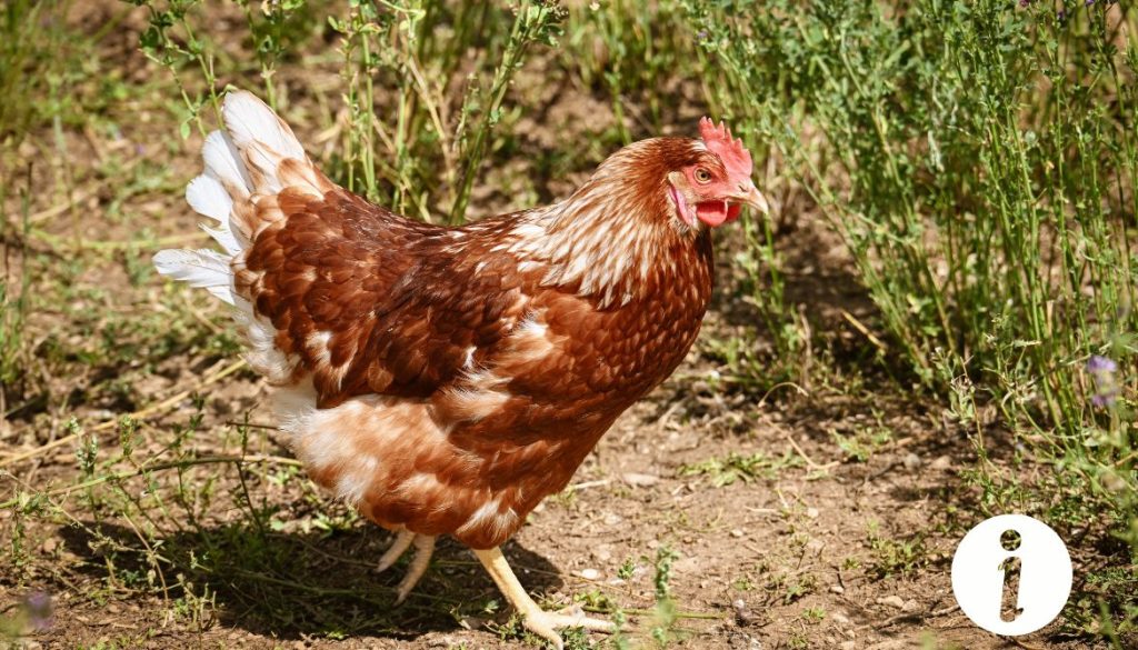 Ma poule ne marche plus : causes et traitements possibles