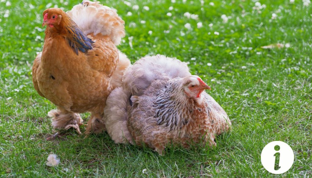 Ma poule vomit de l'eau : signes d'alerte à ne pas ignorer