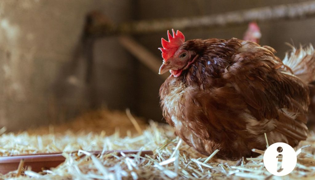 Maladie de la poule pleine d'eau : identifier les signes et agir