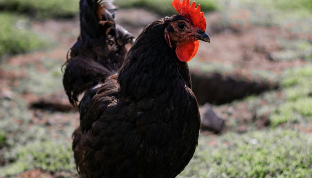 Maladie des poules qui boitent : symptômes et traitements