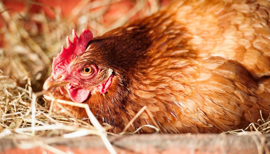 Mes poules dorment dans le pondoir : pourquoi et que faire