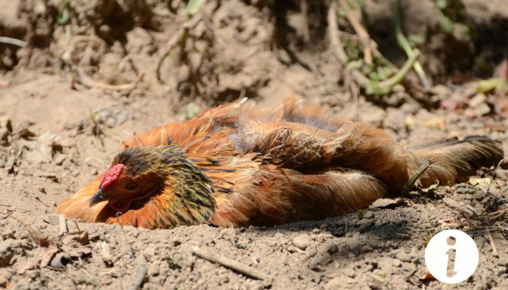 Mes poules dorment dehors : causes et solutions possibles