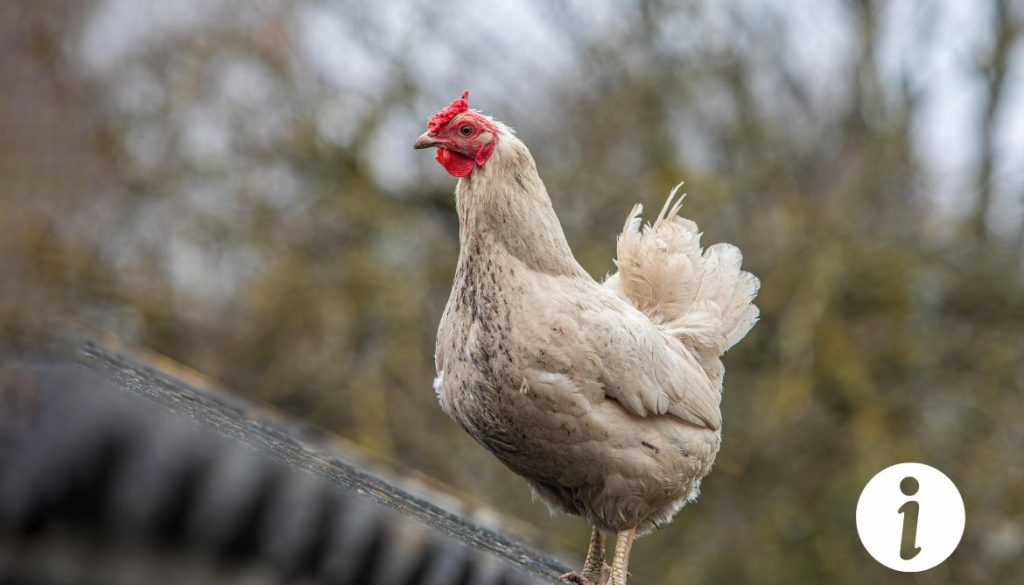 Mes poules dorment sur le toit du poulailler : Tout ce que vous devez savoir