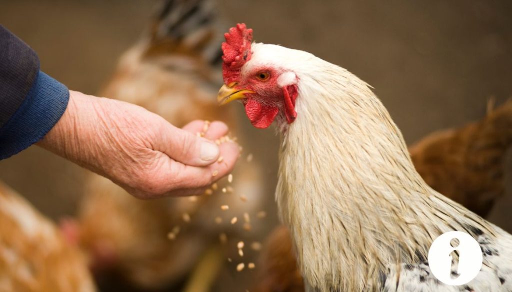 Mes poules ne mangent pas les graines : que faire