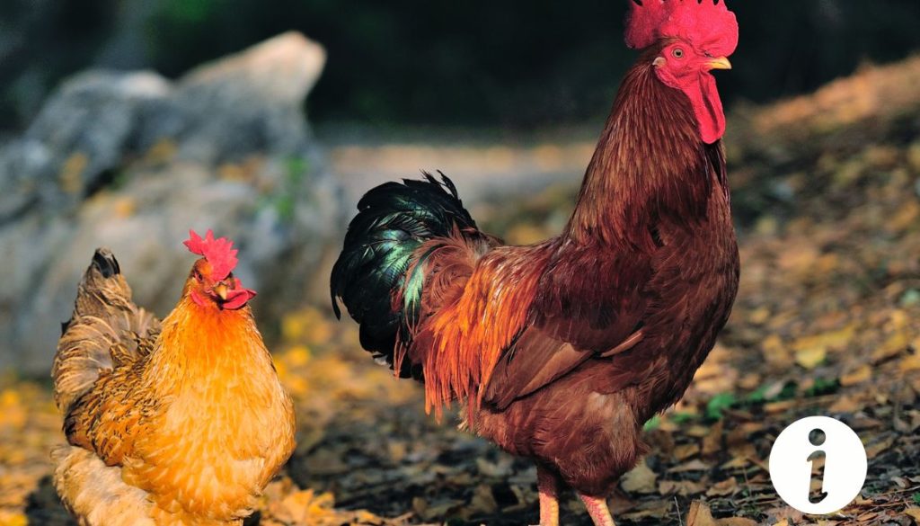 Metacam pour les poules : indications et précautions d'utilisation