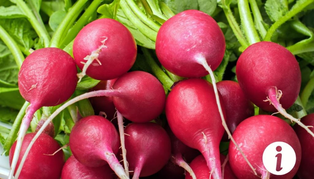 Peut on donner des fanes de radis aux poules : Tout ce que vous devez savoir