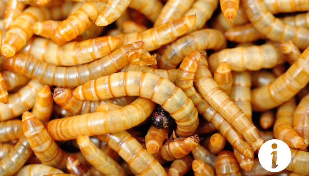 Peut-on donner des asticots aux poules ? Avantages et risques