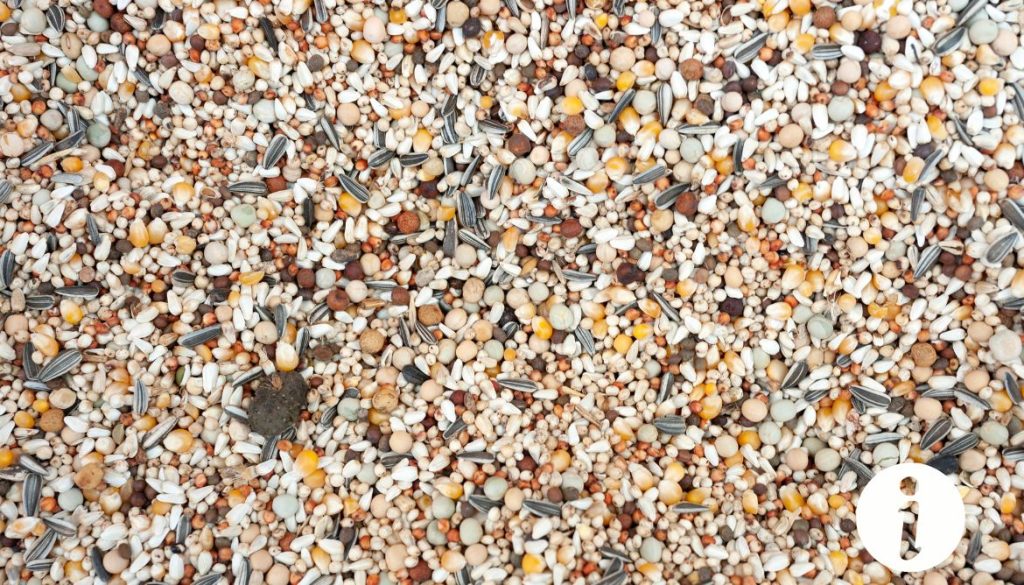 Peut-on donner des graines pour oiseaux aux poules