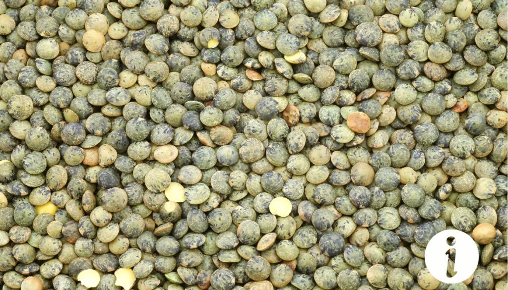 Peut-on donner des lentilles aux poules ? Avantages et précautions