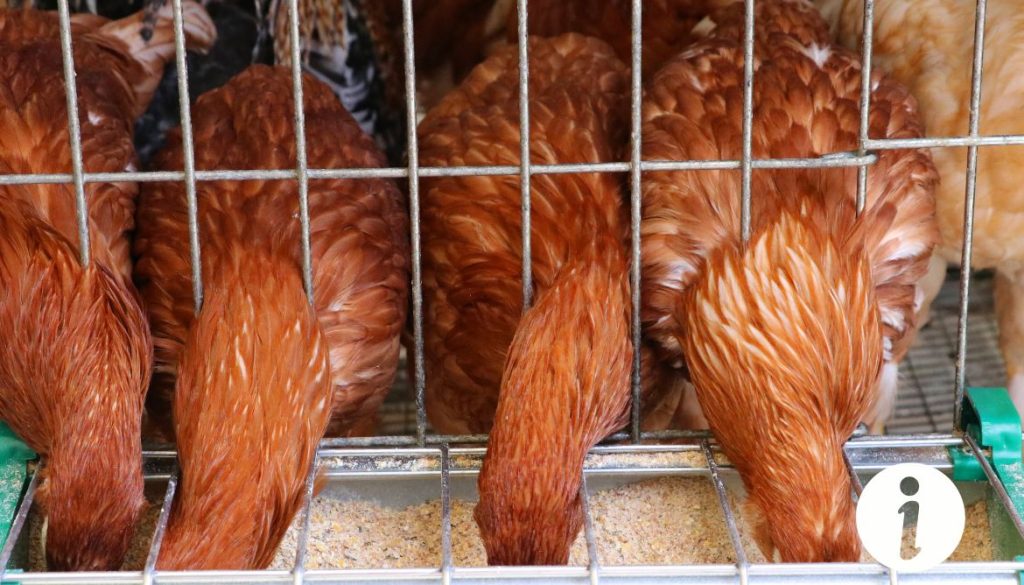Peut-on donner du poulet aux poules ? Risques et conseils nutritionnels