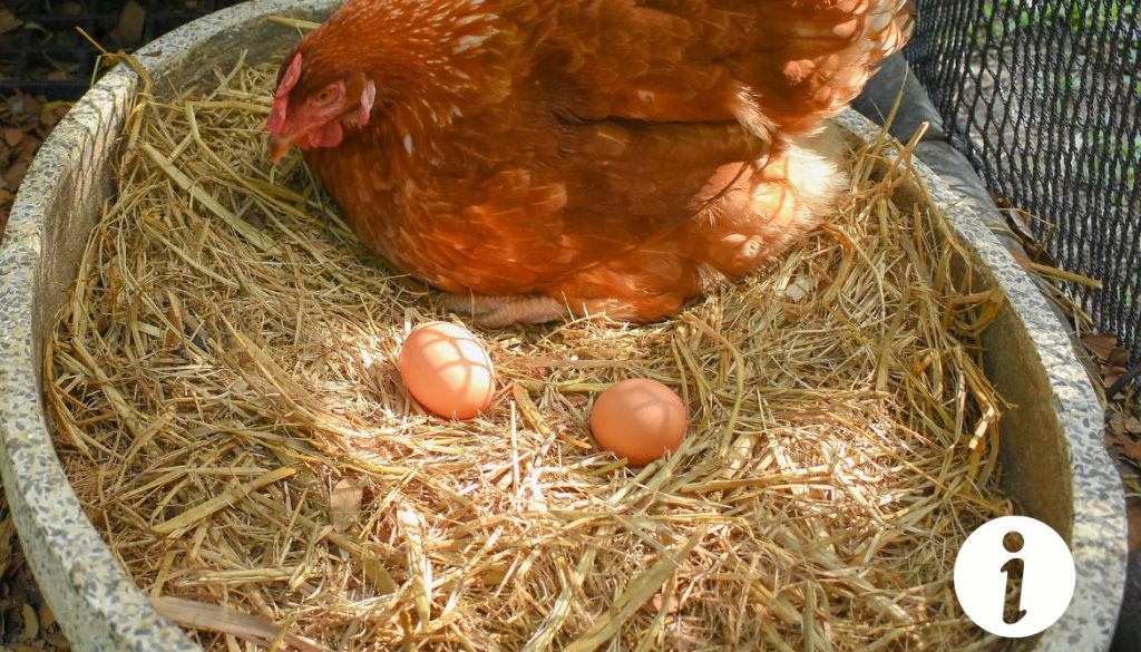 Peut-on manger les premiers œufs d'une poule ? Tout ce que vous devez savoir