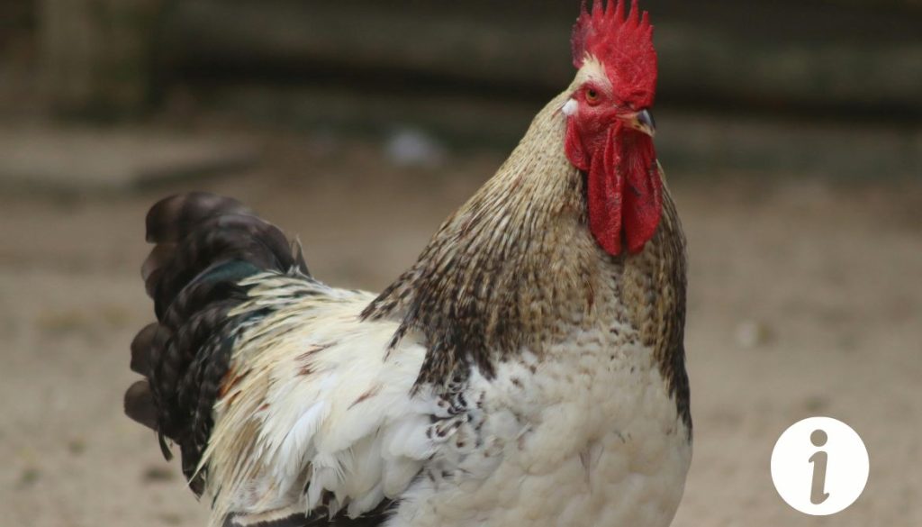 Peut-on mettre un chapon avec des poules ? Guide pratique