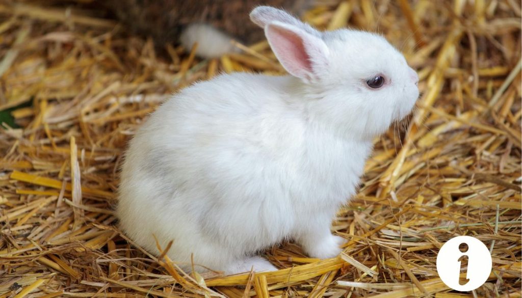Peut-on mettre un lapin nain avec des poules ? Conseils de cohabitation