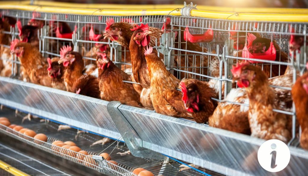 Ponte interne chez la poule : symptômes à surveiller