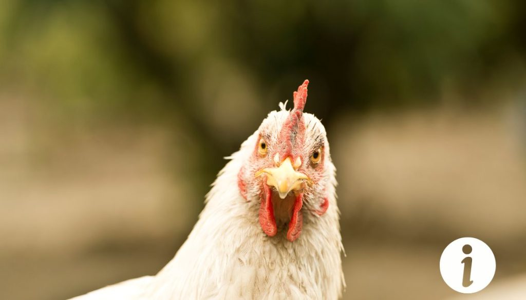 Poule à tête blanche : caractéristiques et soins à prévoir