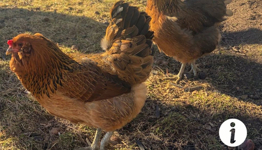 Poule ameraucana lavande : Tout ce que vous devez savoir