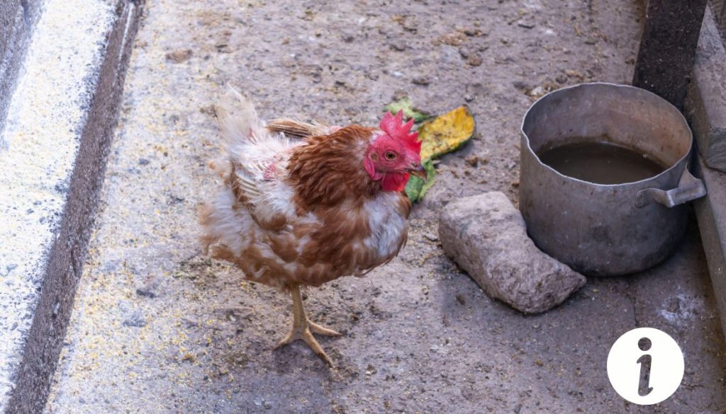 Poule anémiée : symptômes et solutions à envisager