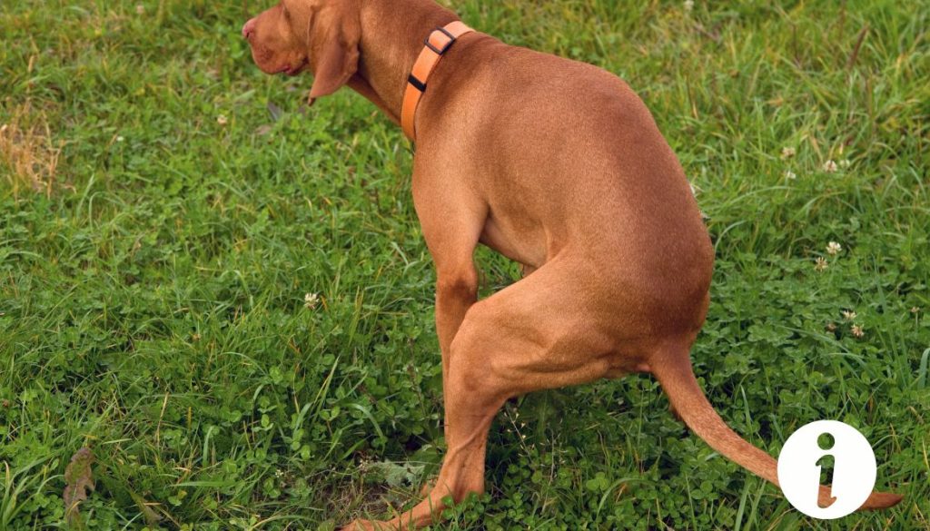 Poule attaquée par un chien : que faire pour la sauver