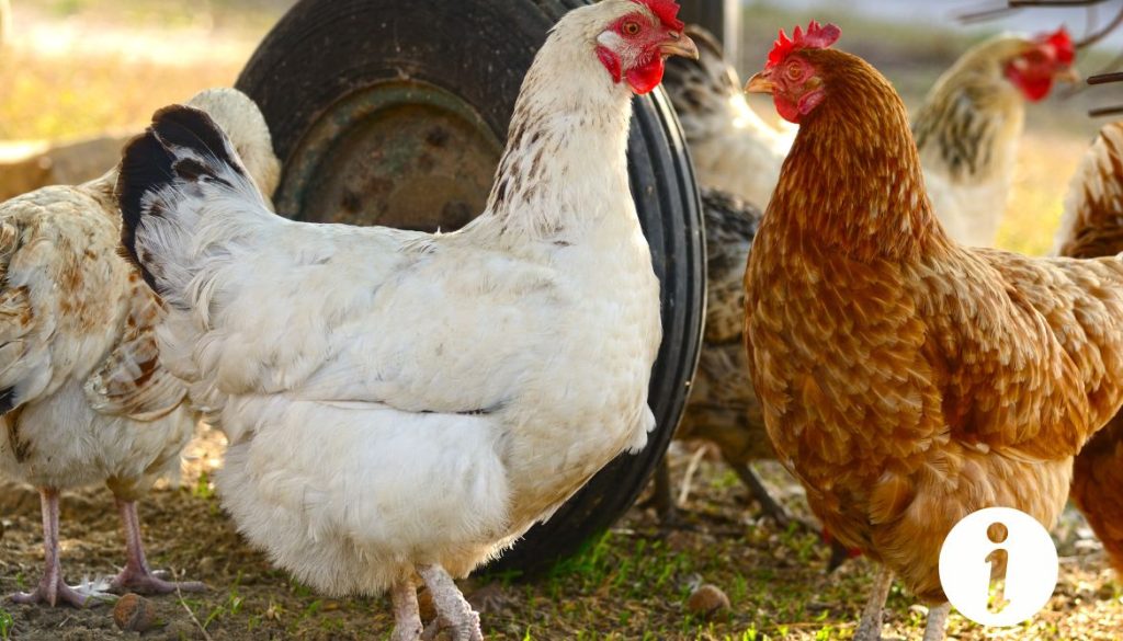 Poule avec abdomen gonflé : causes et traitements à envisager