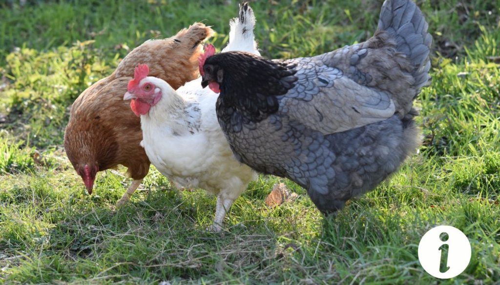 Poule avec arrière-train gonflé : comprendre les symptômes