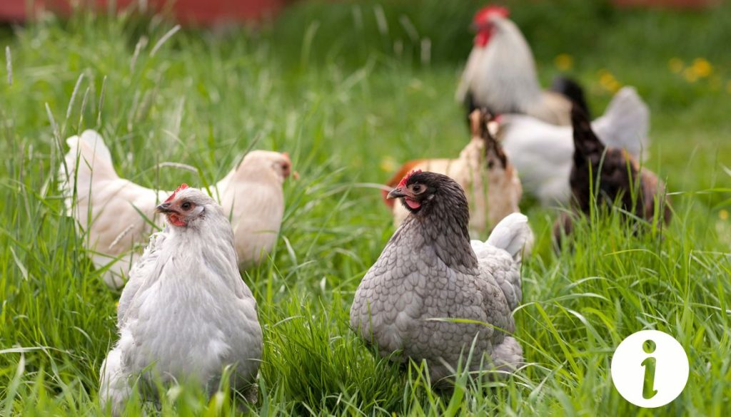Poule avec bec inférieur plus long : implications et soins à apporter