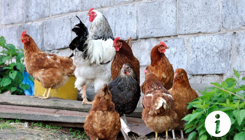 Poule avec crête rose pâle : caractéristiques et soins