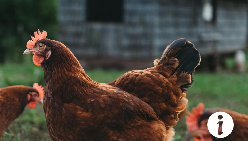 Poule avec crête violette : ce que cela signifie et soins à apporter