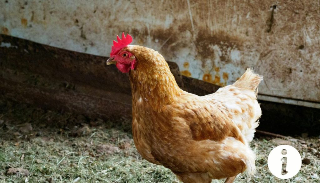 Poule avec des vers au croupion : diagnostic et traitements
