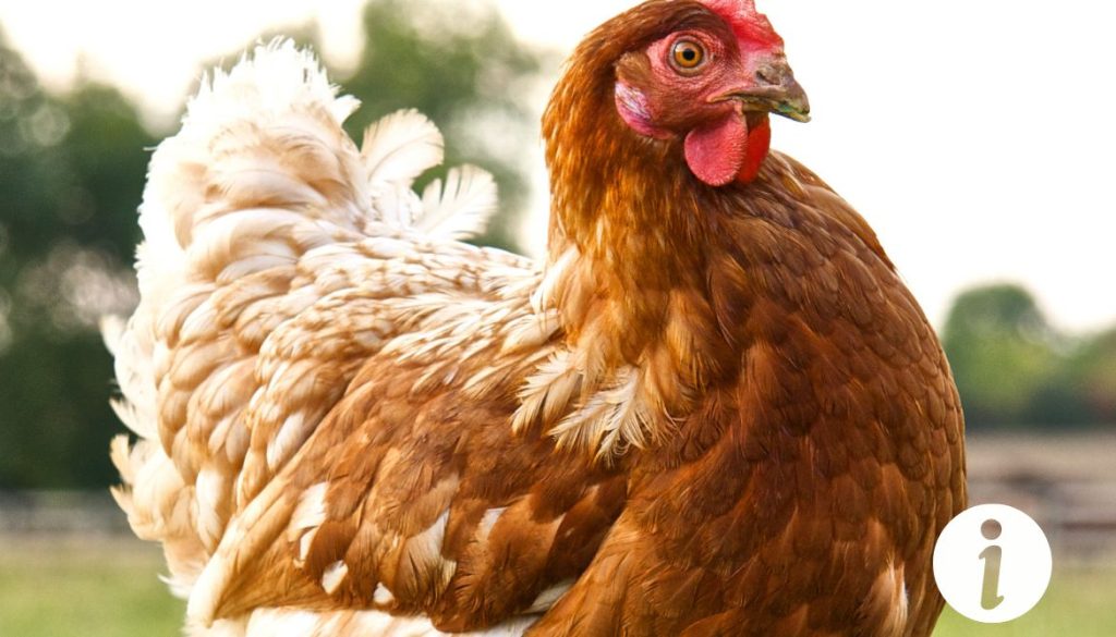 Poule avec dos rond et queue basse : conseils d'élevage