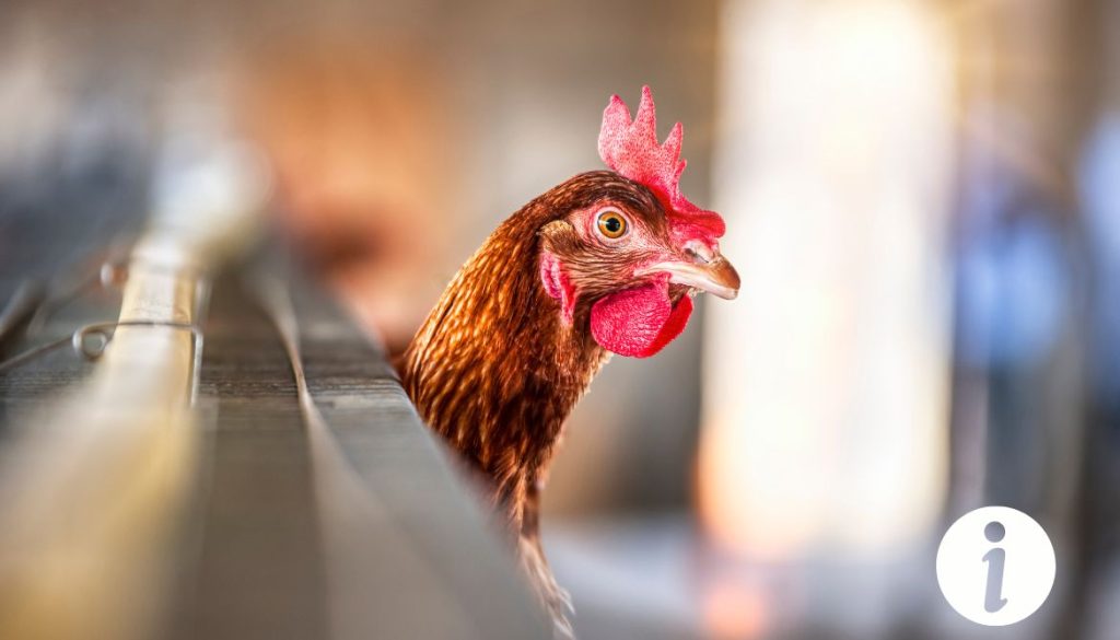 Poule avec fiente jaune : causes possibles et solutions