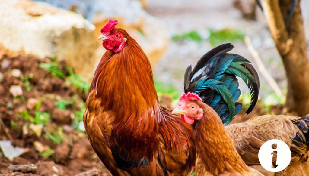 Poule avec jabot gonflé et qui vomit : causes à explorer