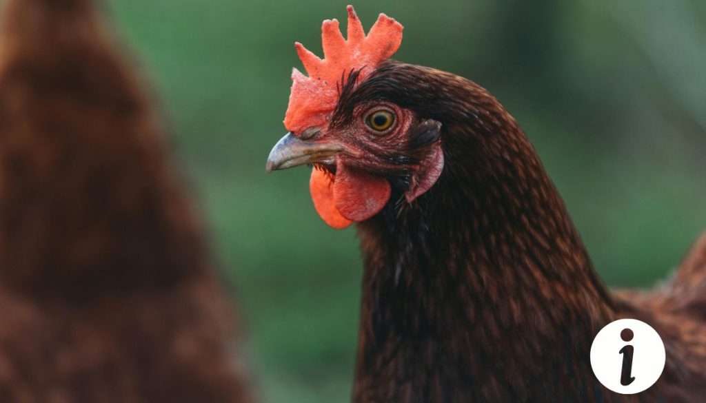 Poule avec la gorge gonflée : symptômes et solutions à envisager