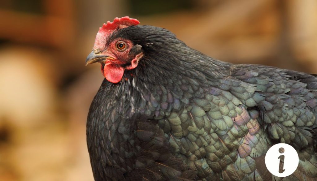 Poule avec tête noire : identifier la race et les soins nécessaires