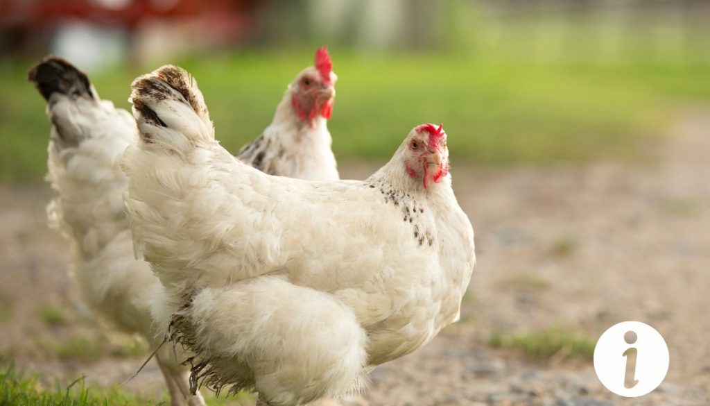 Poule avec un doigt cassé : comment soigner cette blessure ?