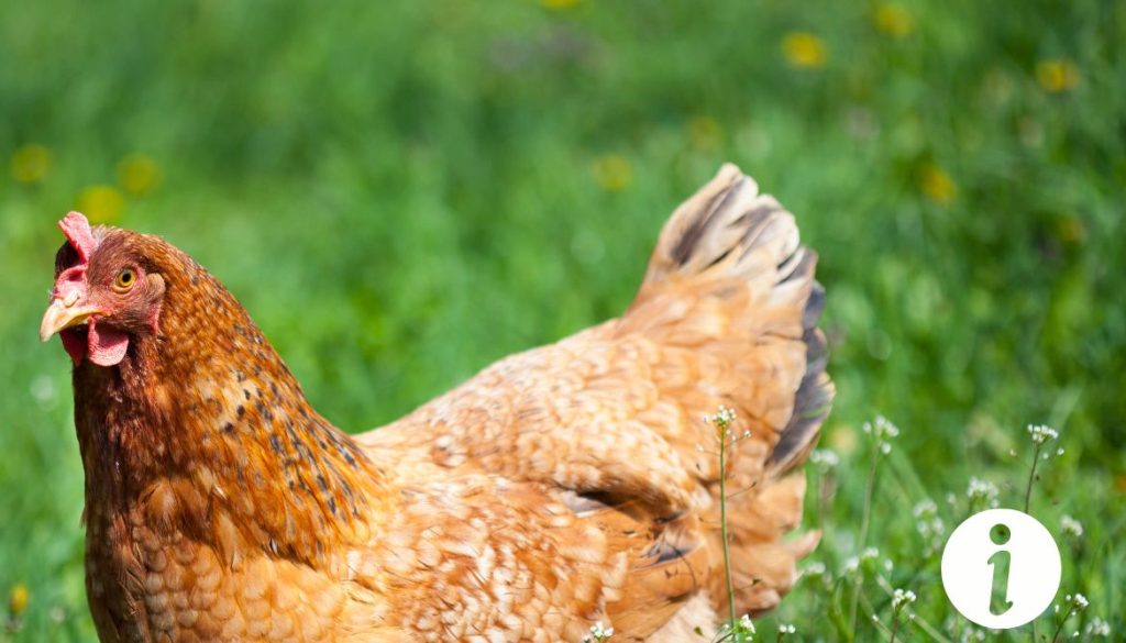 Poule avec yeux gonflés : causes et traitements à envisager