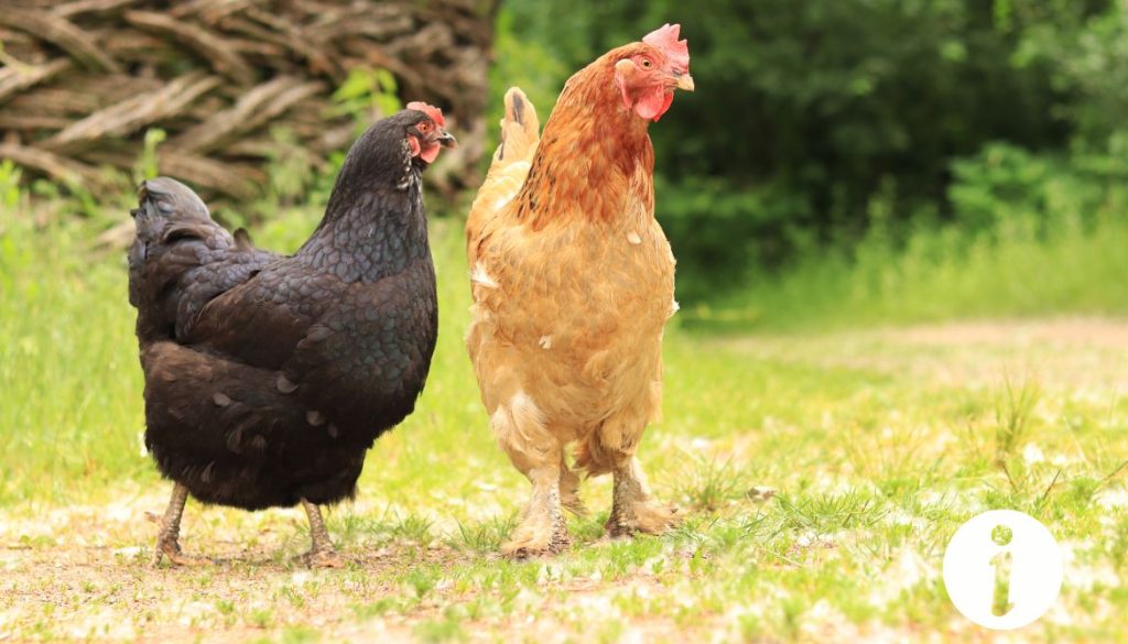 Poule aveugle d un oeil : Tout ce que vous devez savoir