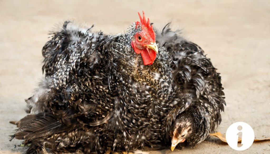 Poule blessée à la tête : que faire pour la soigner