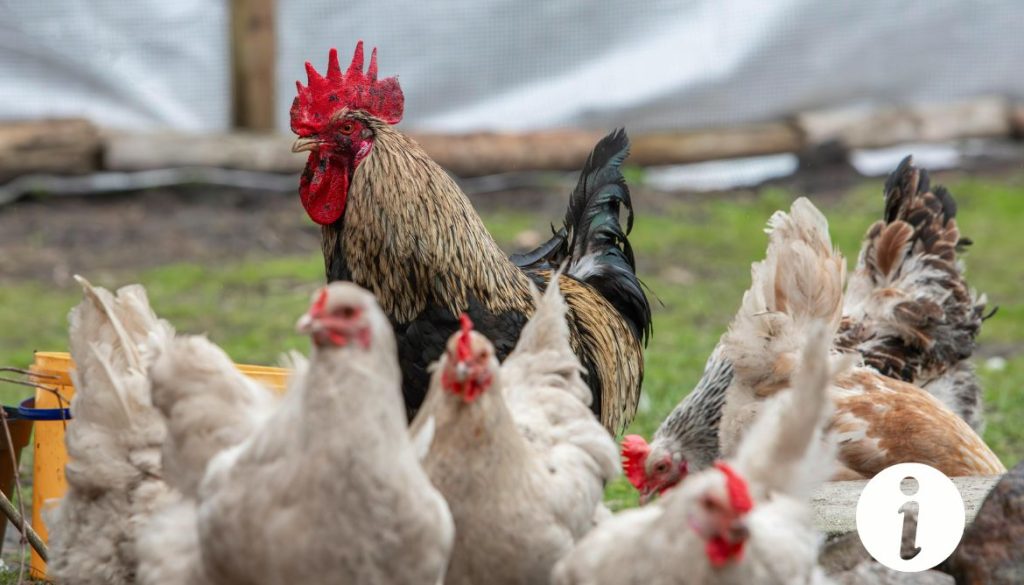 Poule blessée par le coq : comment la soigner efficacement