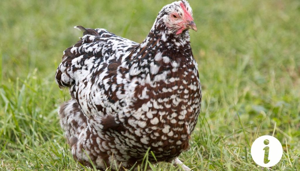 Poule bourbonnaise et Sussex : comparer ces deux races