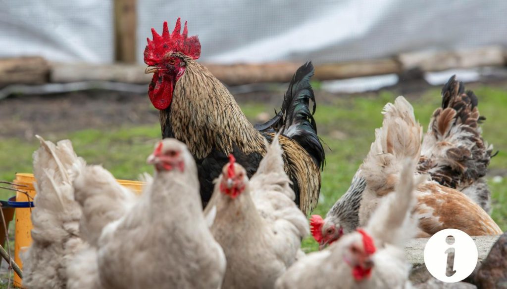 Poule déplumée au jabot : causes et solutions à envisager